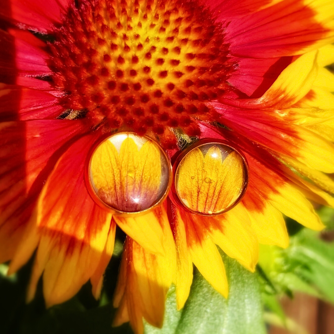 Fireside Gaillardia Flower Earrings
